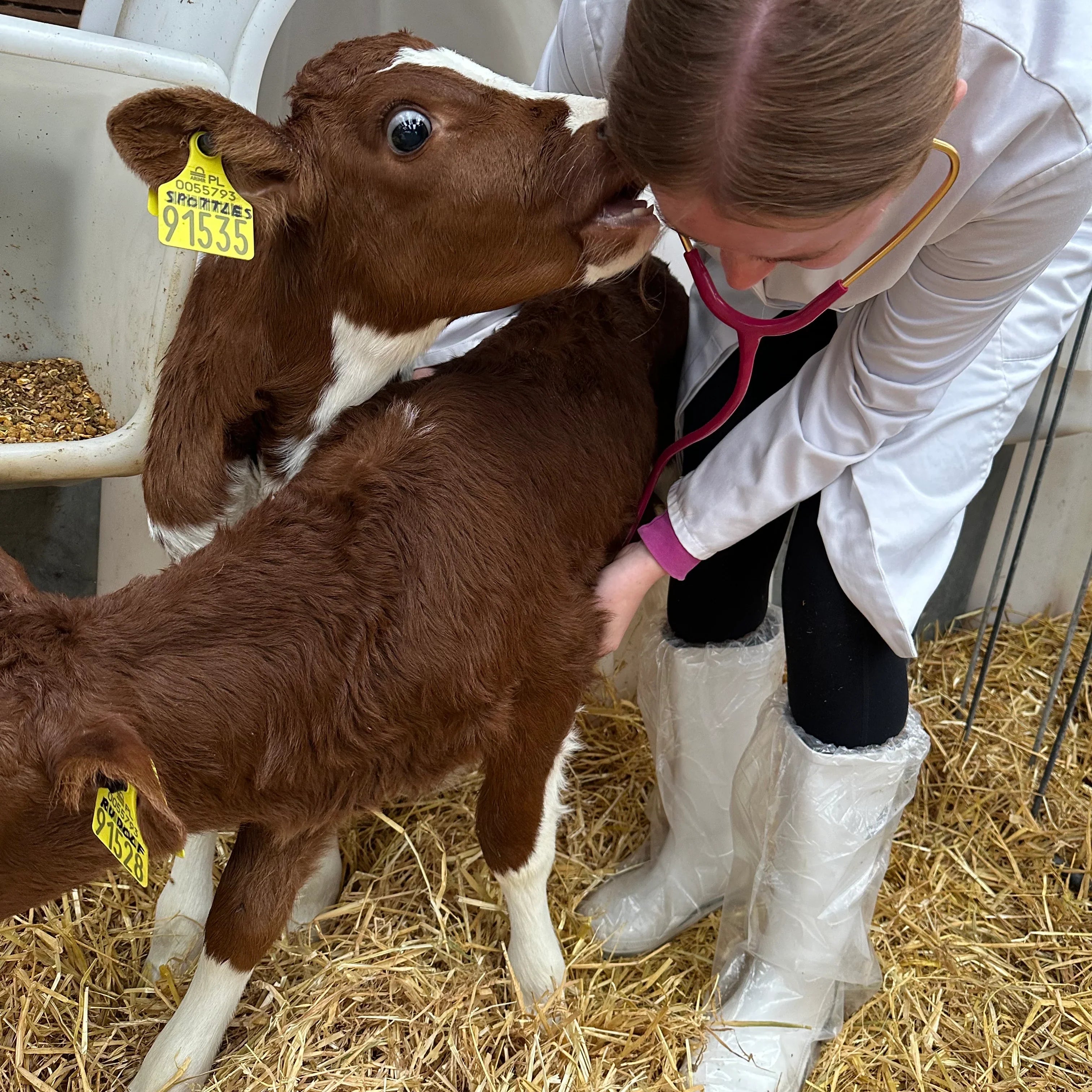 From Donegal to Vet School in Poland: Chaylee’s Real Journey into Veterinary Medicine